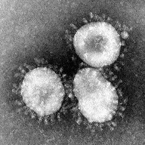 semanggi virus corona